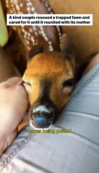 C0811016_baby deer reunited its mom after being rescued #deer #lovest…_part2