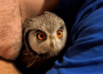 C0811017_Adopted an abandoned baby owl #owl #lovestory #rescueanimals #cute_part2