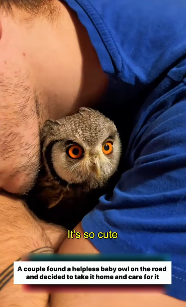 C0811017_Adopted an abandoned baby owl #owl #lovestory #rescueanimals #cute_part2