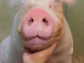 C0811018_Rescued pig fell off pickup truck #pig #lovestory #rescuea…_part2