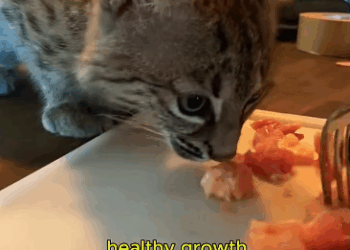 C0811019_Adopted an abandoned wild bobcat #bobcat #lovestory #rescueanimals_part2