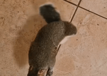 C0811020_kind man rescued squirrel broken leg then happene…_part2