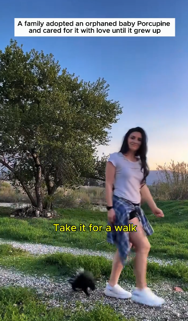C0811021_Adopted poor abandoned porcupine #porcupine #lovestory #rescuea… (1)_part2