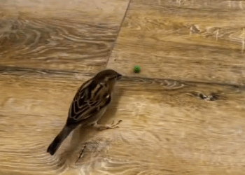 C0811022_Kind man rescues drowning sparrow #sparrow #lovestory #rescueanim…_part2