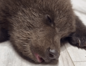 C0811023_dog brought home little bear then came surprise #bear (1)_part2