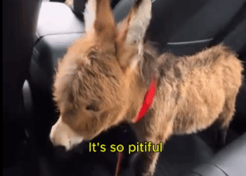 C0811024_Adopted baby donkey followed her #donkey #lovestory #rescuea… (1)_part2