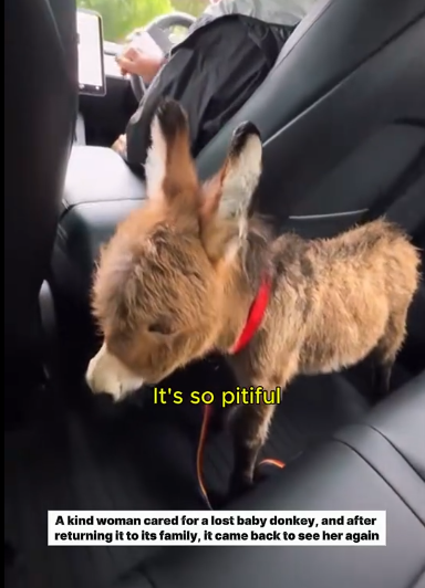 C0811024_Adopted baby donkey followed her #donkey #lovestory #rescuea… (1)_part2