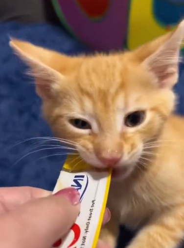 C0311001_Rescue poor kitten. #rescue #rescueanimals #kitten #animals #fyp_part2