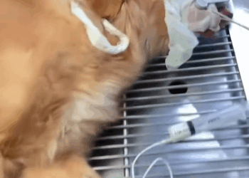 C0112002_rescued drowning puppy..#rescue #puppy #goldenretriever_part2