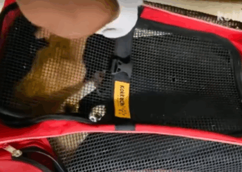 C0112011_The wounded being collapsing from torment #reachout #help_part2