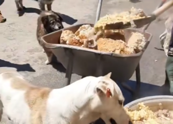 C0612022_Got truckload of food today! They have buffet today #doglover