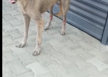 C0612023_Why are you there baby eat some #doglover #dogs #dogrescue #rescu…