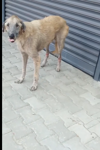 C0612023_Why are you there baby eat some #doglover #dogs #dogrescue #rescu…