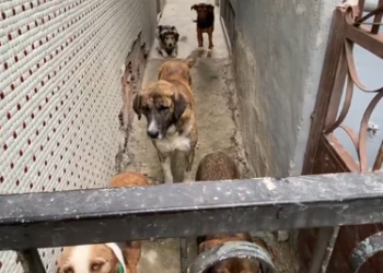 C0612024_fed them once yesterday they found my house today #doglover #d…