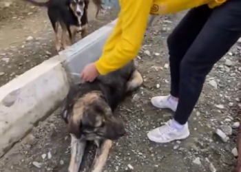 C0612025_Why are you hurt again Baby #doglover #dogs #dogrescue #rescue #res…