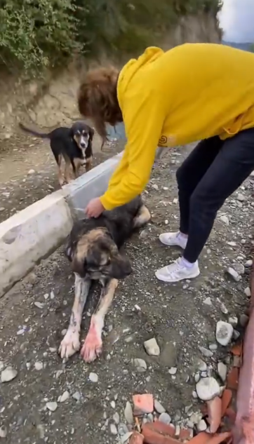 C0612025_Why are you hurt again Baby #doglover #dogs #dogrescue #rescue #res…