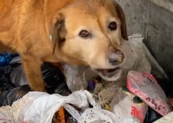C0612026_Why are you in garbage heap baby eat some bread #doglover #dogs…