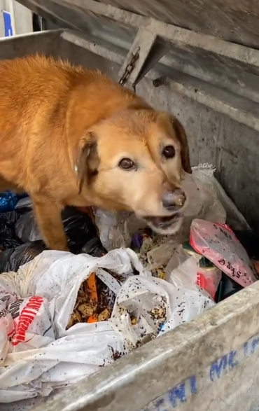 C0612026_Why are you in garbage heap baby eat some bread #doglover #dogs…