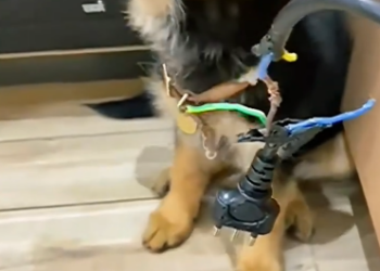 C0612027_Tell me who broke #doglover #dogs #dogrescue #rescue #rescuean…