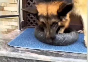 C0612028_Don be so malicious #doglover #dogs #dogrescue #rescue #rescueanim…