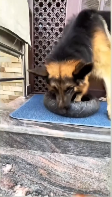 C0612028_Don be so malicious #doglover #dogs #dogrescue #rescue #rescueanim…