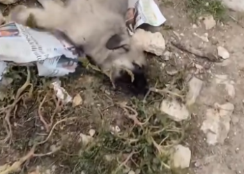 C0612029_Are you ok Little baby #doglover #dogs #dogrescue #rescue #rescuea…