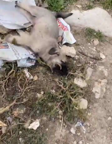 C0612029_Are you ok Little baby #doglover #dogs #dogrescue #rescue #rescuea…