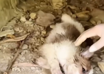 C0912001_Rescue puppy #rescue #rescueanimals #dog