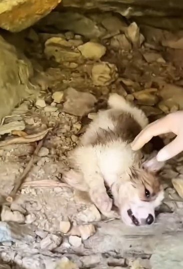 C0912001_Rescue puppy #rescue #rescueanimals #dog