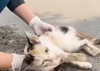 C0912002_girl rescued poor kitten on road #rescue #rescuea…