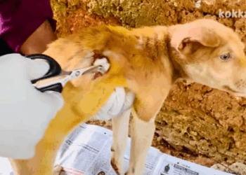 C0112012_This fragile soul drained by endless pain #hopeagain #save_part2