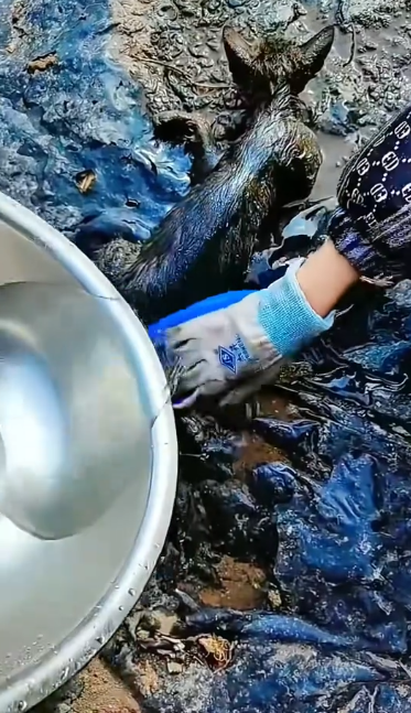 C0912003_cat was abandoned many days then discovered rescued by