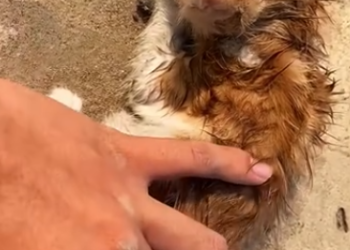 C0912004_girl rescue kitten on road #rescue