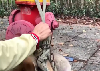 C0912005_man successfully saved dying dog abandoned on side of roa…