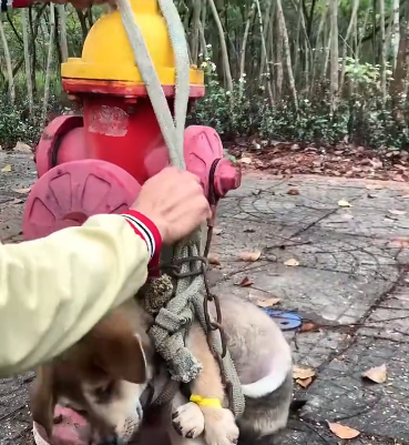 C0912005_man successfully saved dying dog abandoned on side of roa…