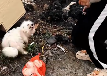 C0912006_If it were you, would you help dog family #rescue #rescuedog