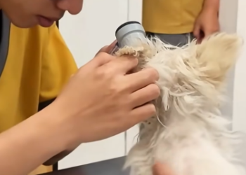 C0912007_If it were you, would you dare stop your car to save such homeless