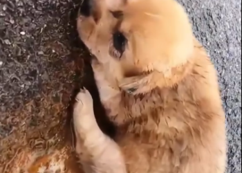 C0912008_Rescue an orphan puppy lying huddled on road #resc…