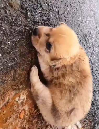 C0912008_Rescue an orphan puppy lying huddled on road #resc…