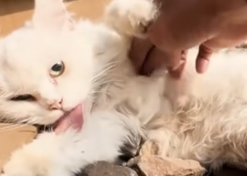 C0912009_Rescued cat suffering food poisoning lying on train tracks…