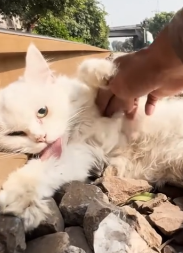 C0912009_Rescued cat suffering food poisoning lying on train tracks…