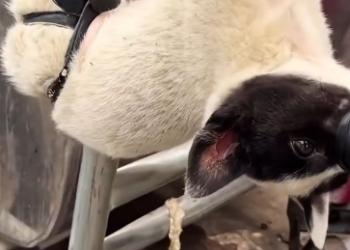 C0912010_Rescue dog landfill #rescue #rescuean…