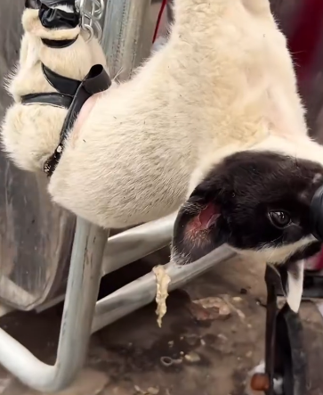 C0912010_Rescue dog landfill #rescue #rescuean…