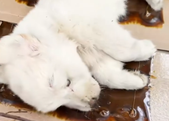 C0912011_Rescue puppy #rescue #rescueanimals #animals #a…