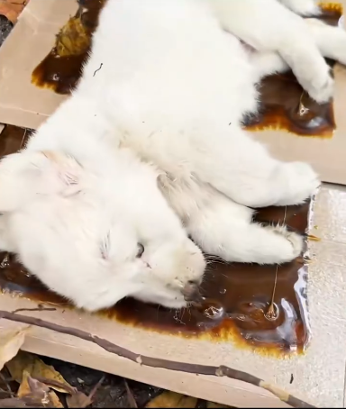 C0912011_Rescue puppy #rescue #rescueanimals #animals #a…