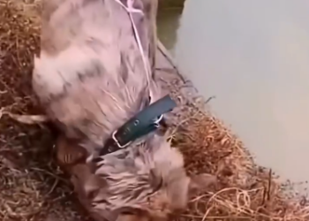 C0912012_kind dog save kitten #rescue #rescueanim…