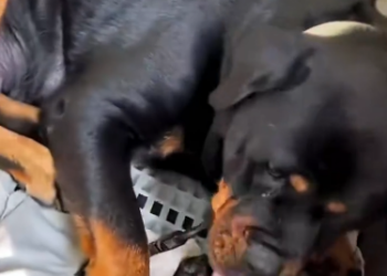 C0912013_kind family saved dying puppy then #rescue #rescueanimals