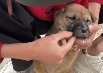 C0912015_girl rescues dog was intentionally abused abandoned by a…