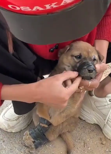 C0912015_girl rescues dog was intentionally abused abandoned by a…