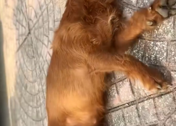 C0912016_Rescue dog #rescue #rescueanimals #animals #anim…